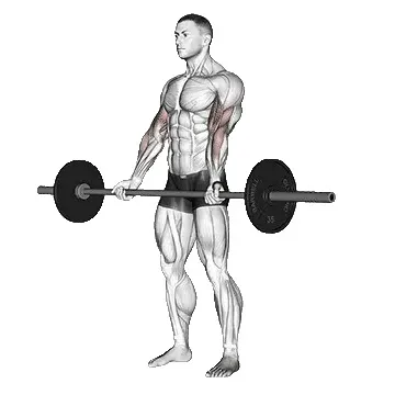 barbell-curl