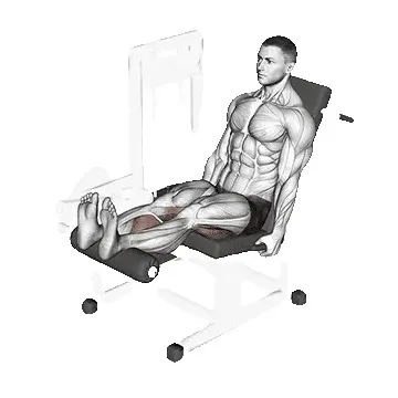 seated-leg-curl